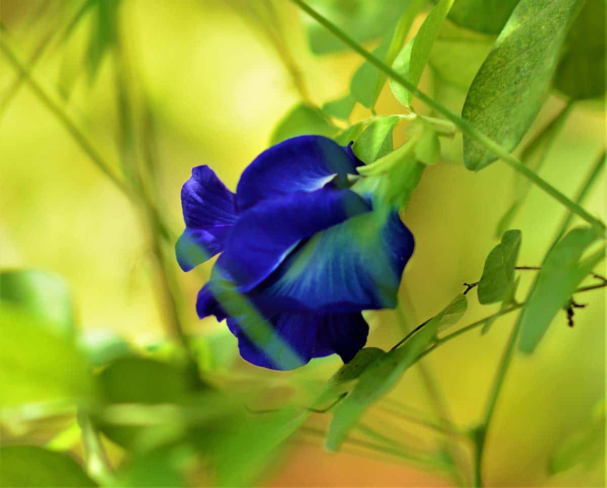 Asian pigeonwings Flowers Plants (Aparajita Blue)