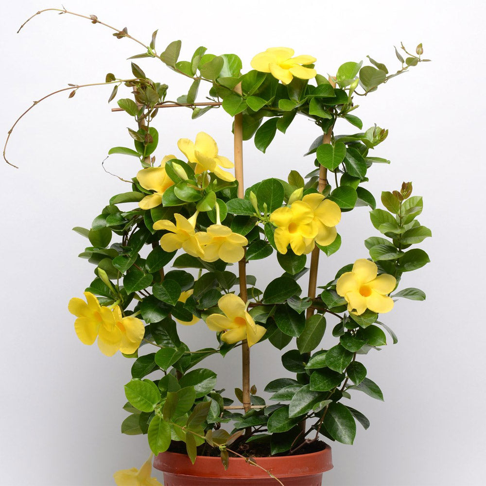 MANDEVILLA FLOWERS PLANTS (yellow)