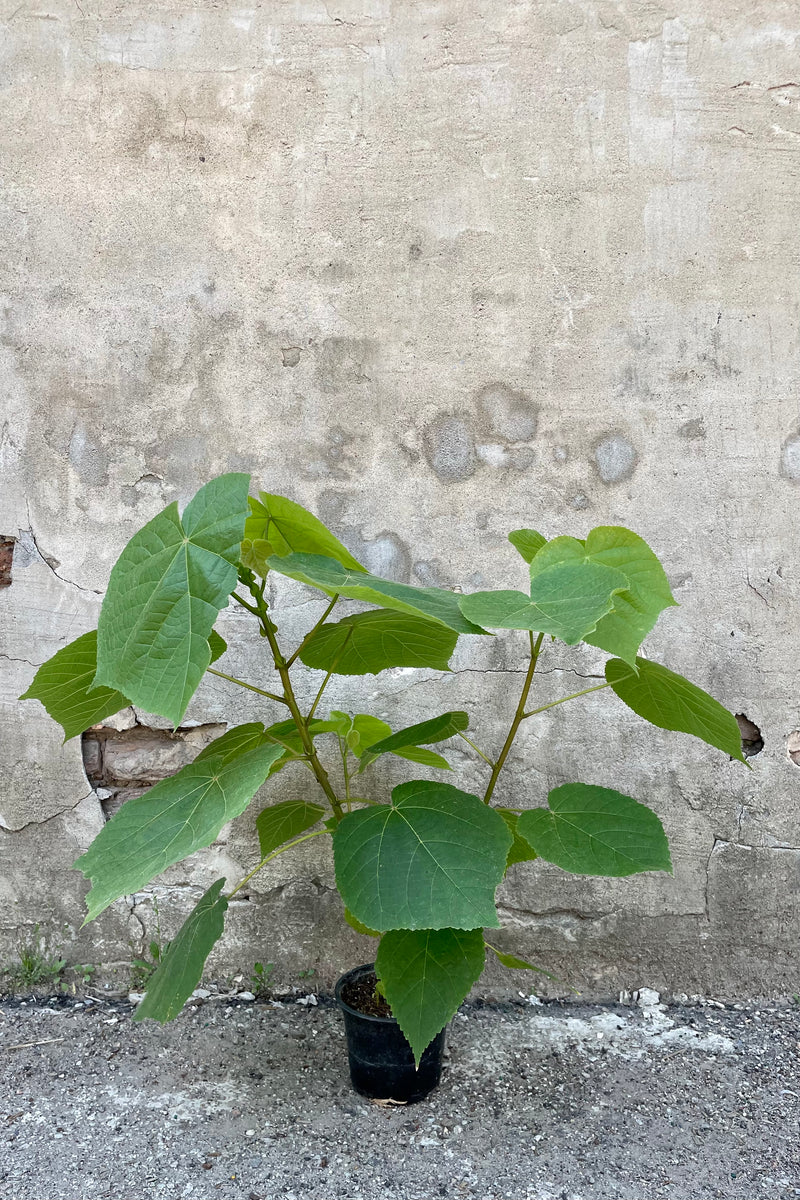 Dombeya Flowers Plant(PINK)