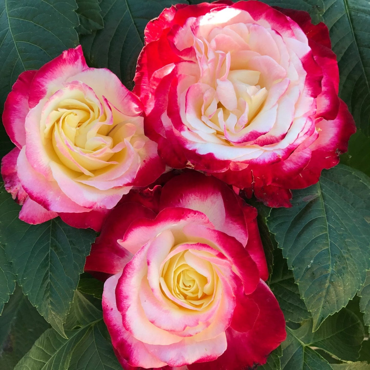 Hybrid Double Delight Flowers Plant (Rose)