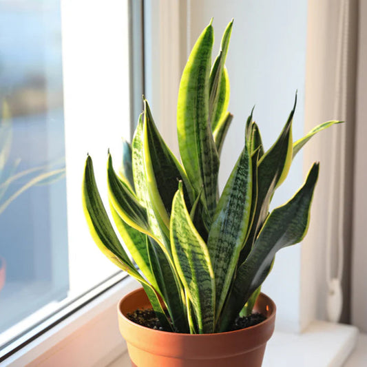 Snake Plants