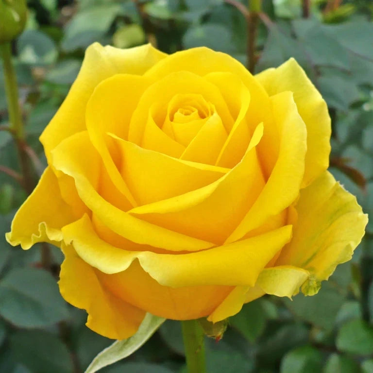 English rose(Yellow)