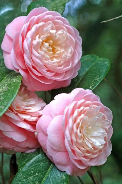 CAMELLIA FLOWERS PLANTS