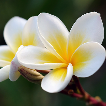 Plumeria Flowers Plants (Yellow & White)