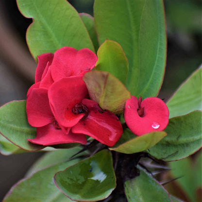 Euphorbia Flowers Plants (RED)