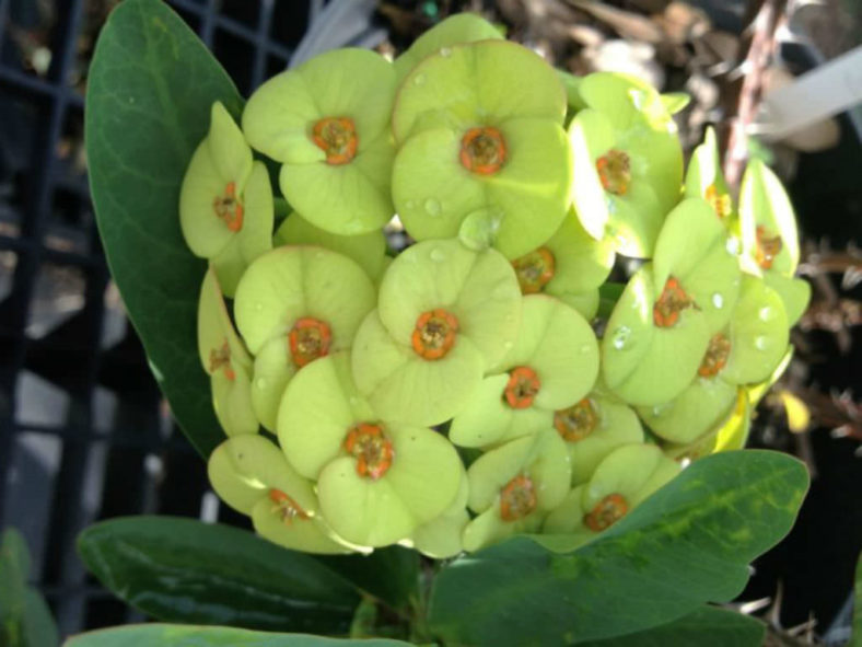 Euphorbia Flowers Plant (Yellow)