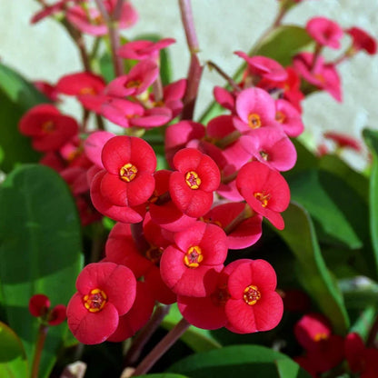 Euphorbia Flowers Plants (RED)