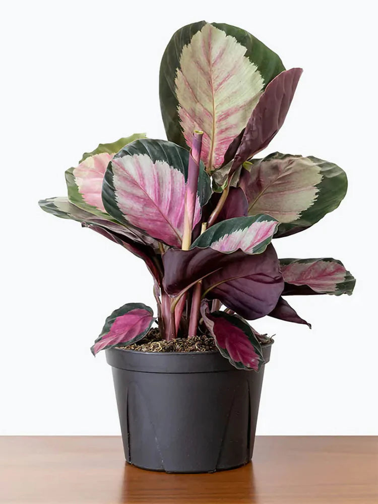 Calathea Roseopicta plants