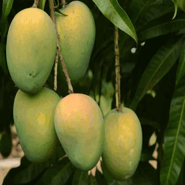 Gouromati Mango Grafting Plant