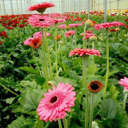 Tissue culture Gerbera (Pink)Plant