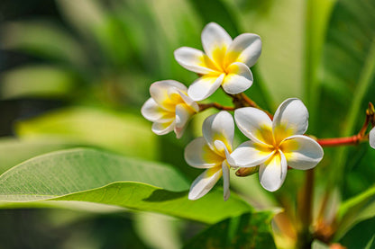 Plumeria Flowers Plants (Yellow & White)