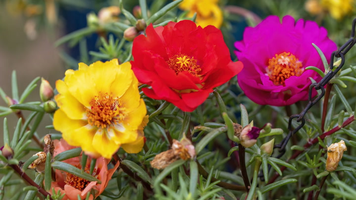 Portulaca FLOWERS PLANTS (HANGING PLANT)