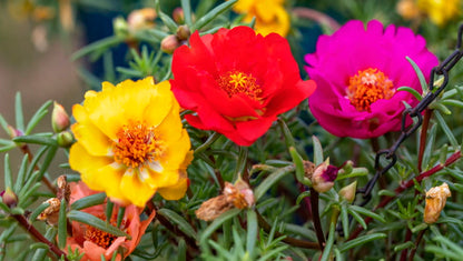 Portulaca FLOWERS PLANTS (HANGING PLANT)