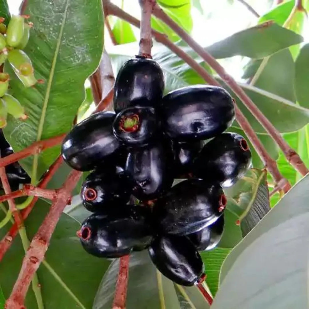 Black Jamun Grafting Fruit Plants