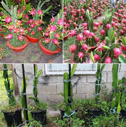 Dragon Fruit Plant