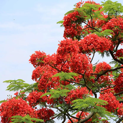 Gulmohar Red Flowering Plant