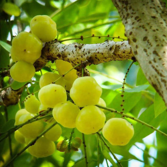 Star Gooseberry/Phyllanthus Acidus Fruit Plants