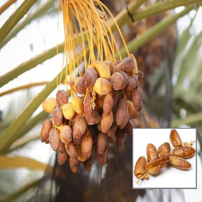 Dwarf Arabian Date Fruit Plant