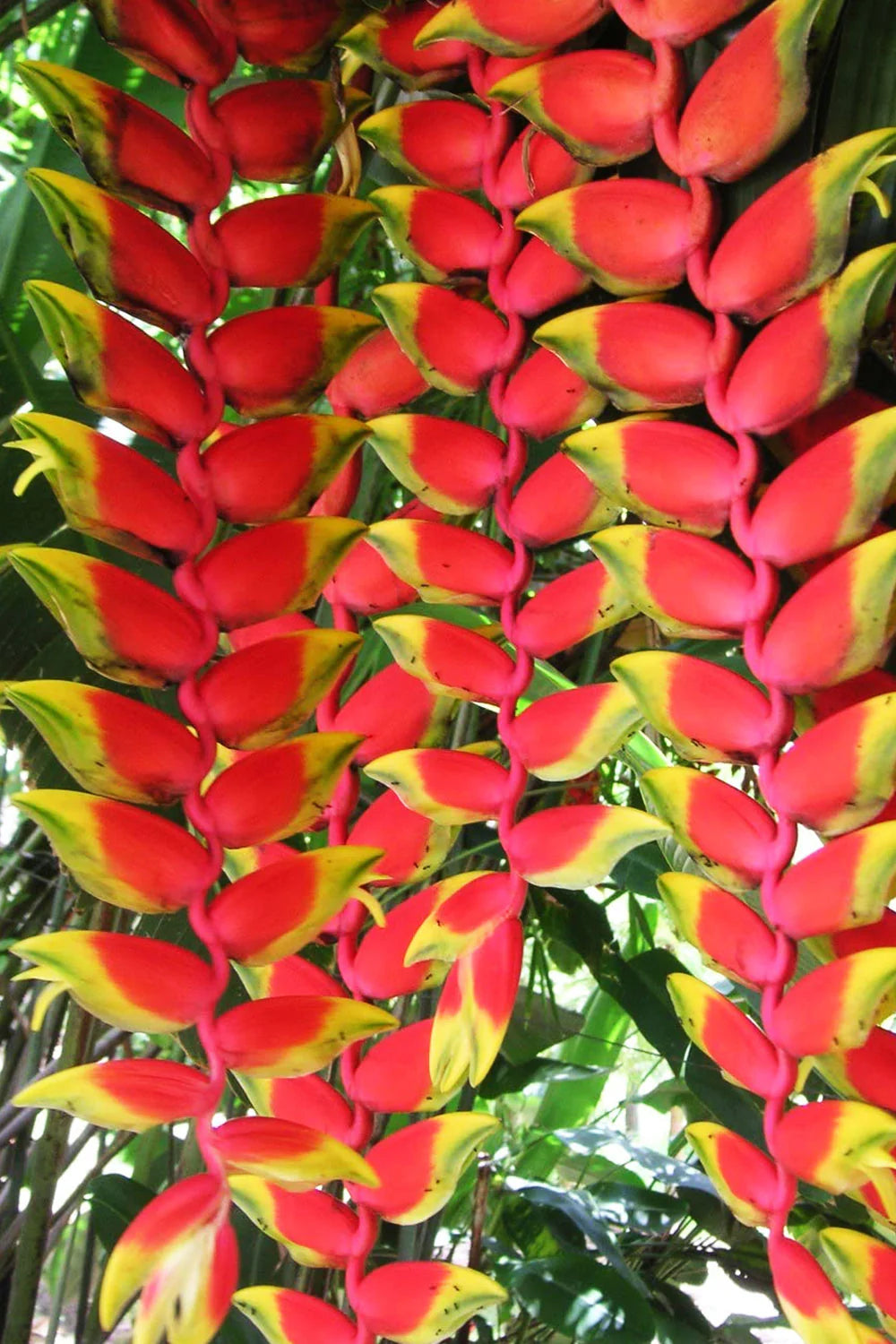 Heliconia Rostrata Flowers Plants