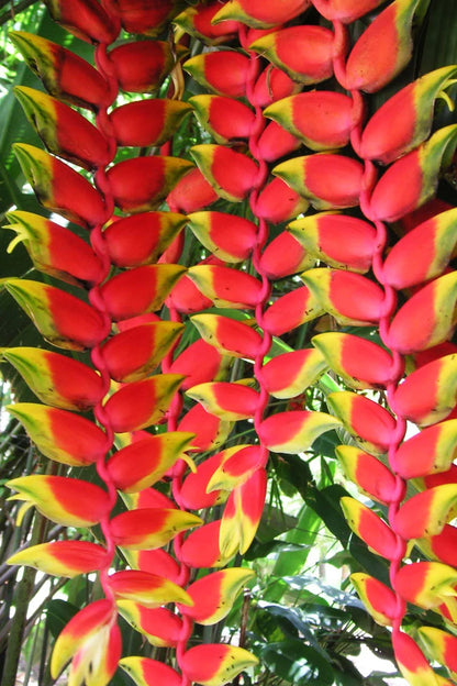 Heliconia Rostrata Flowers Plants