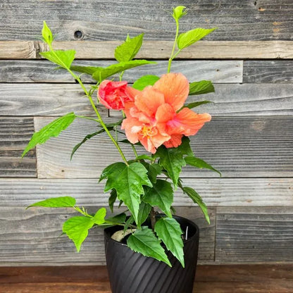 Austrian Hibiscus Flowers Plants <Light Orange Thoka)>