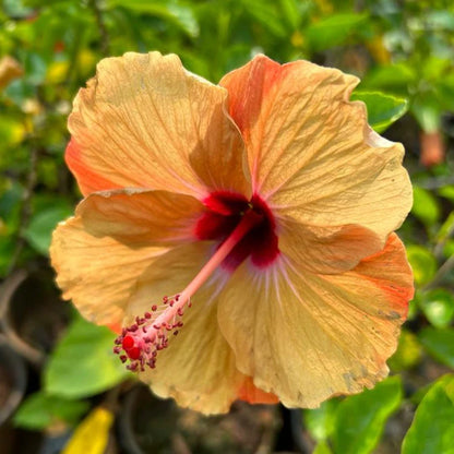 AMERICAN HIBISCUS FLOWERS PLANT( Light Yellow)