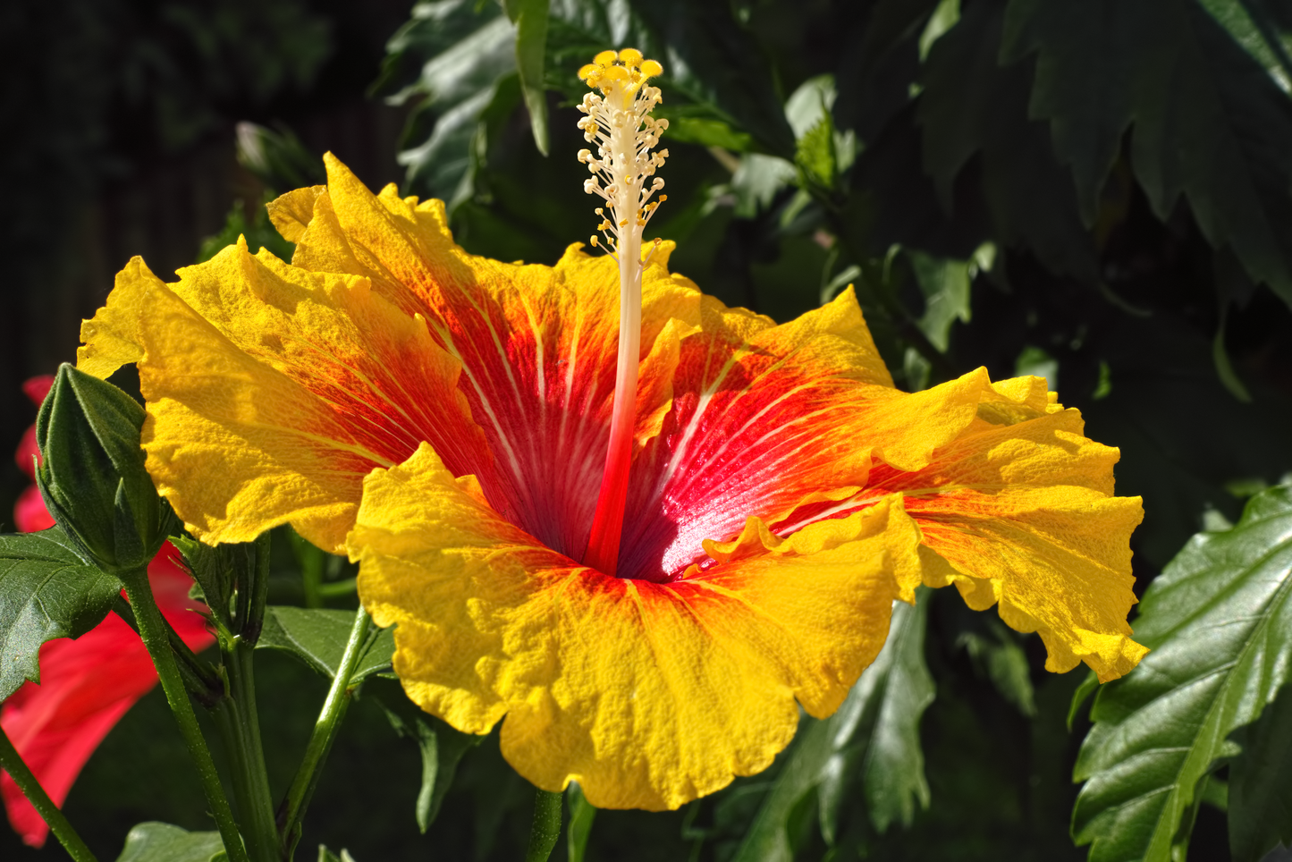 Austrian Hibiscus(Grafted) Flowers Plants(Yellow)