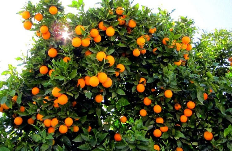 Darjeeling orange FRUIT PLANTS