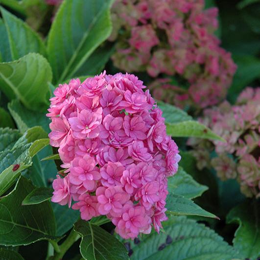 Hybrid Hydrangea Flowers plants (Pink)