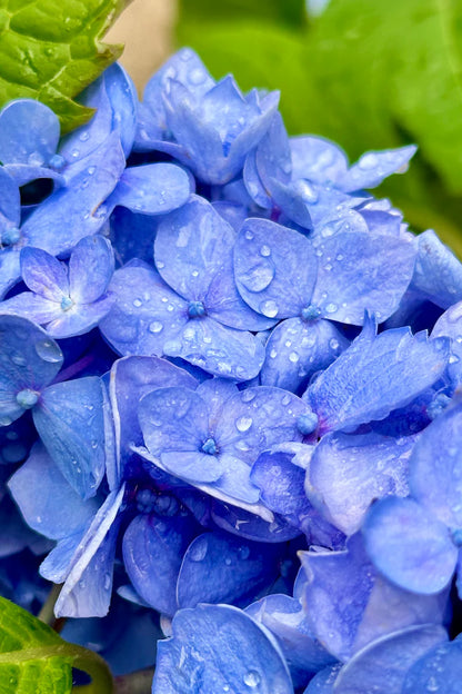 Hybrid Hydrangea Flowers Plants (BLUE)