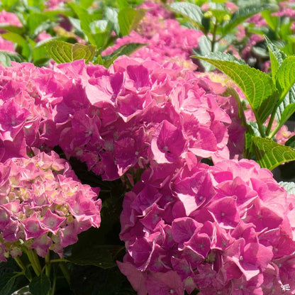 Hybrid Hydrangea Flowers plants (Pink)