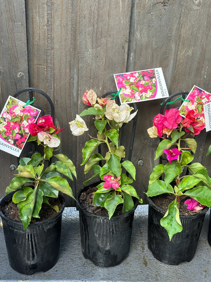 Bougainville (CHITRA) flowers plants