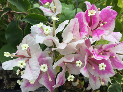 Bougainvillea Flowers PLANT( ID- ICE CREAM)