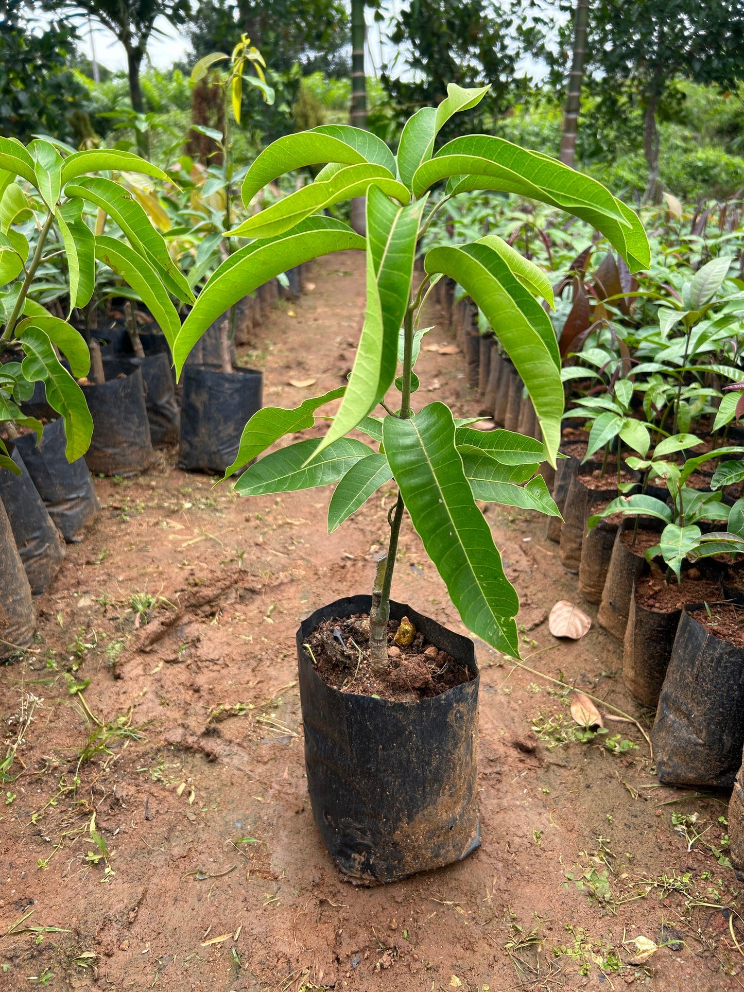 Brunei King Mango Fruit  Plant (3-4KG)