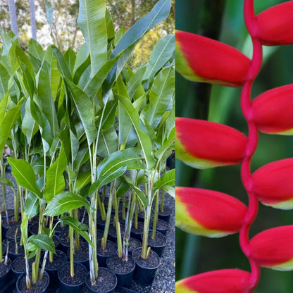 Heliconia Rostrata Flowers Plants