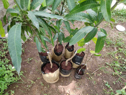 CHIANG MAI MANGO Fruit Plants (Grafting)