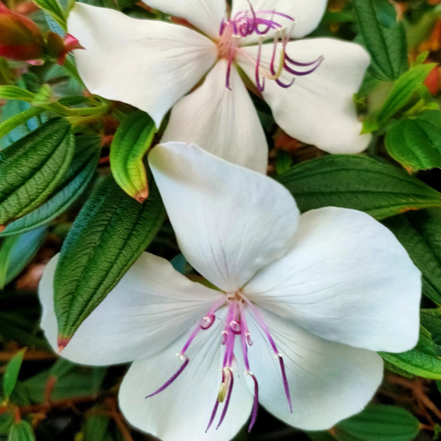 Tibouchina FLOWERS PLANTS (White)