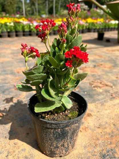 Florist Kalanchoe Flowers Plants (Red)