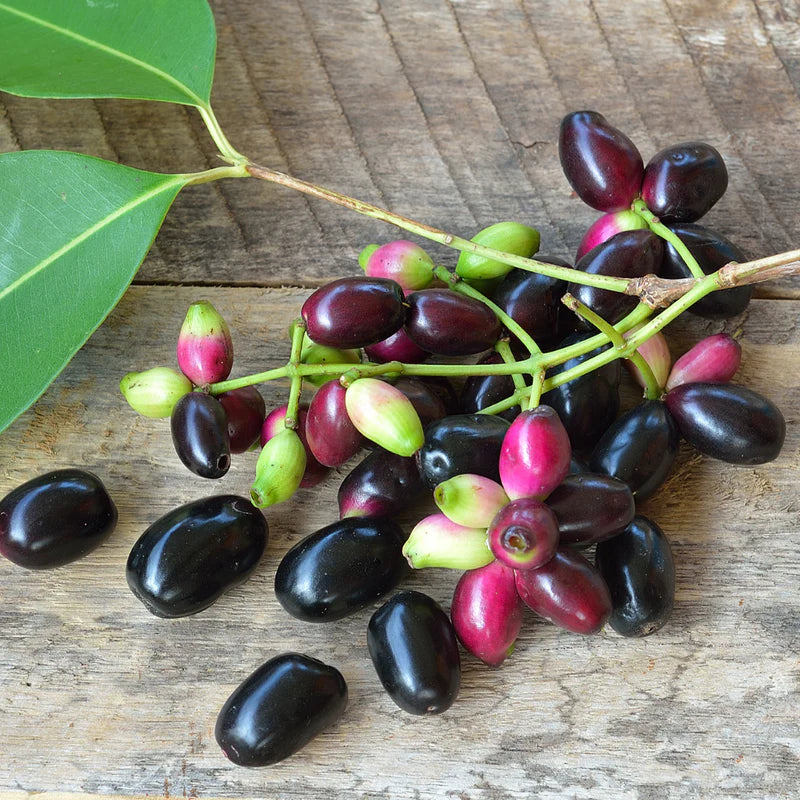 Black Jamun Grafting Fruit Plants