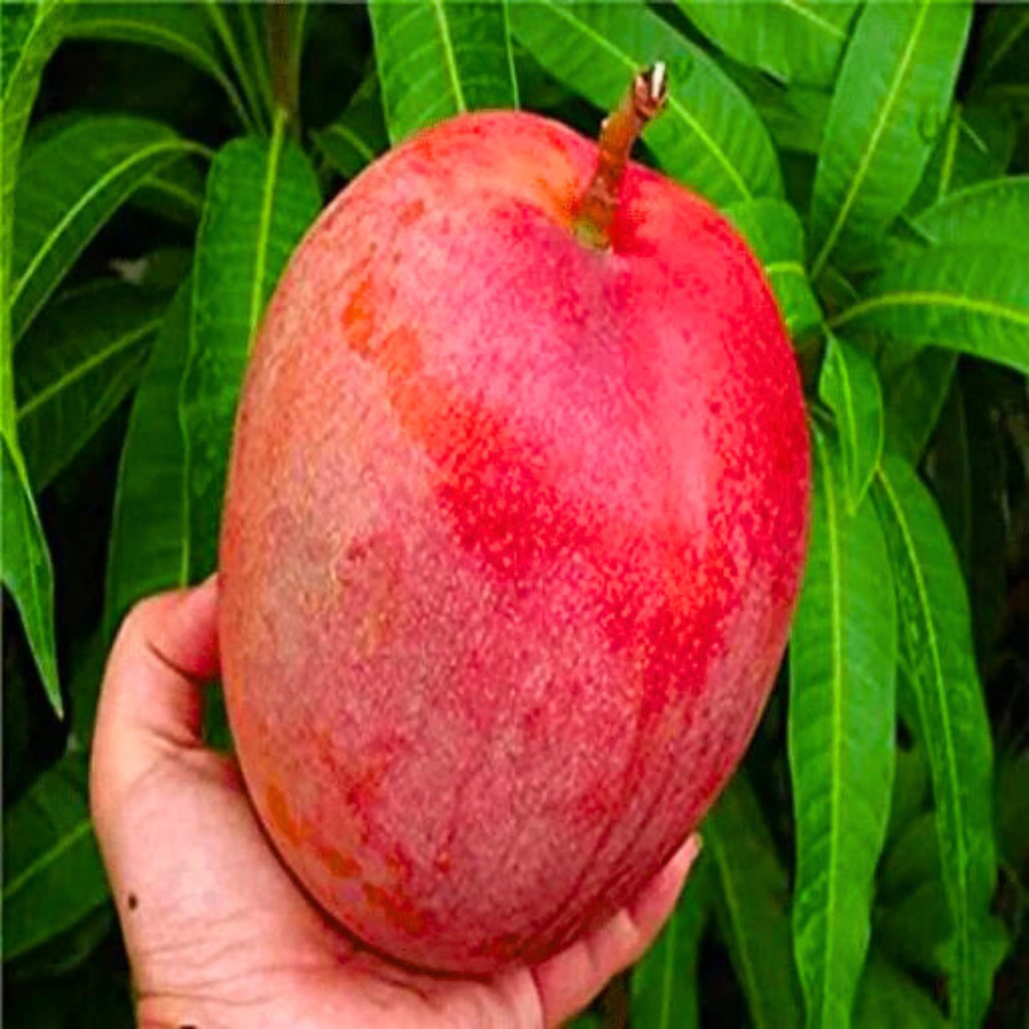 JAPANESE MIYAJAKI HYBRID MANGO PLANT (GRAFTED)