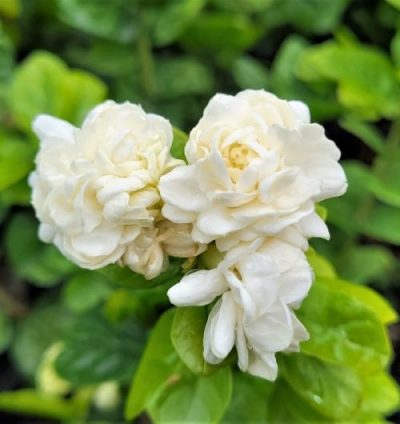 Jasmine Rose Flowers Fragrant Plants