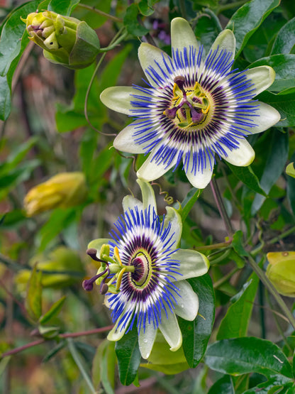 Passion Flowers Plants