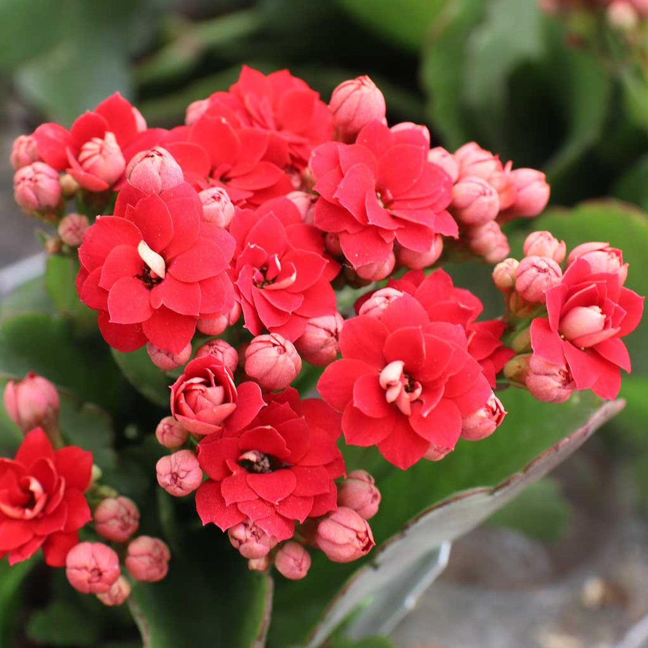 Florist Kalanchoe Flowers Plants (Red)