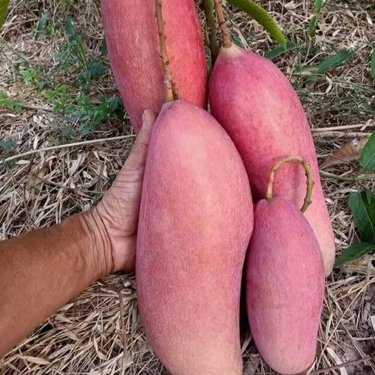 KING OF CHAKAPAT mango Fruit plants (grafting)