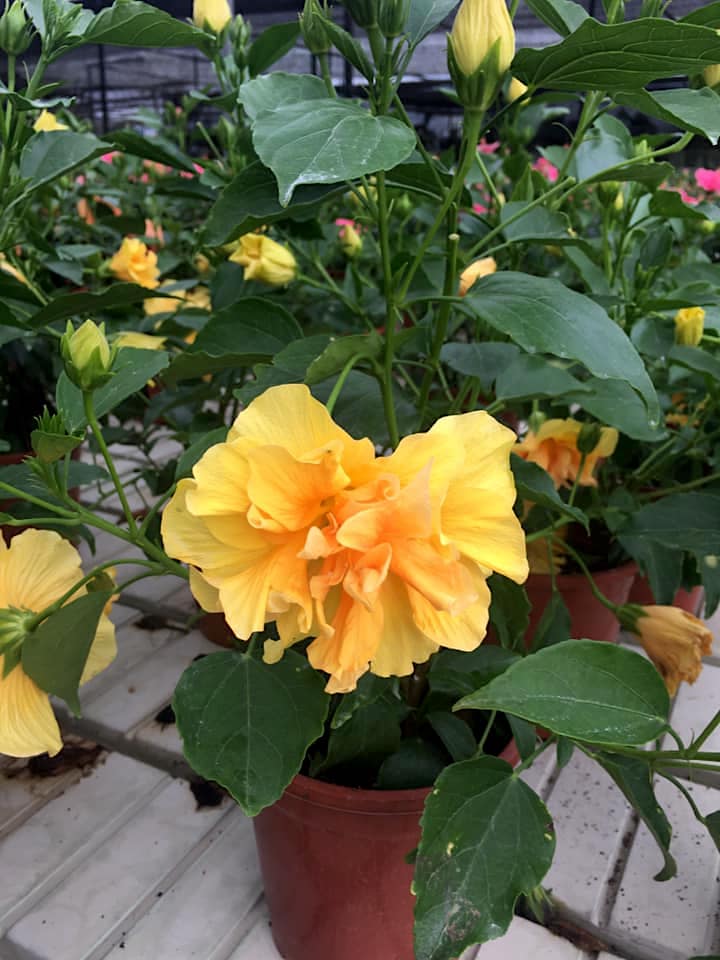 Austrilian Yellow hibiscus flowers plants