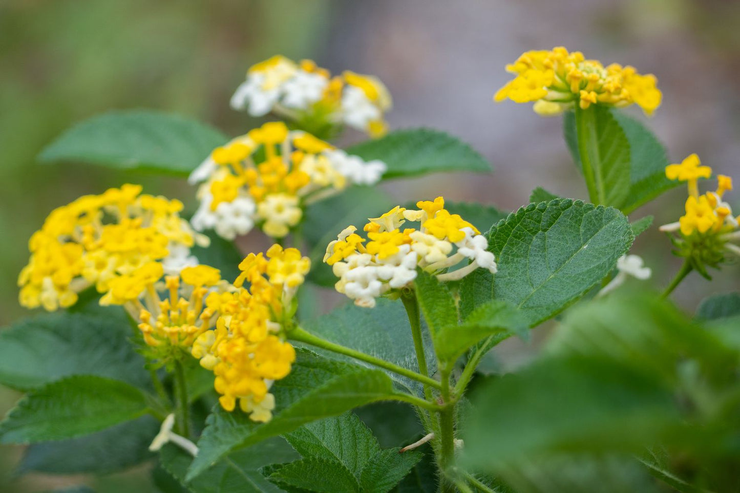 Lantana Flowers Plants (Yellow)