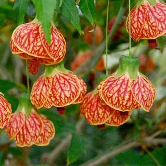 Lantern Tiger Hibiscus Flowers Plants