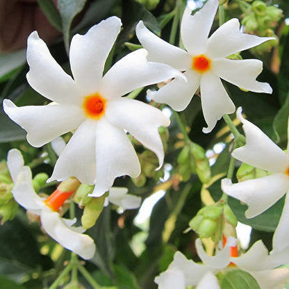 Coral Jasmine Flowers Plants