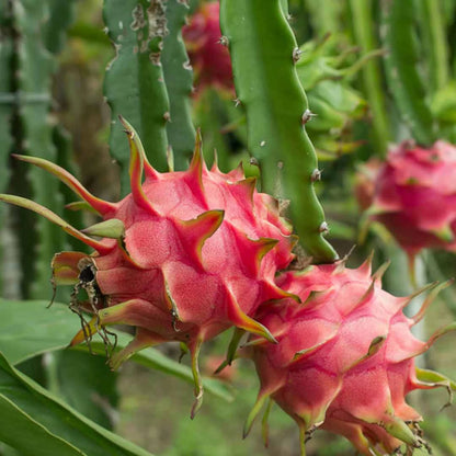 Dragon Fruit Plant