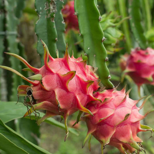 Dragon Fruit Plant